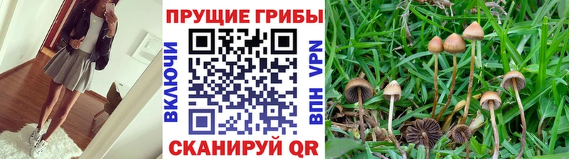 Купить закладки  Гусиноозёрск  Галлюциногенные грибы Magic Shrooms 